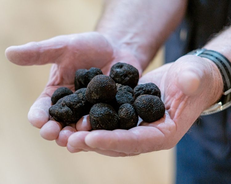 black truffles in hand