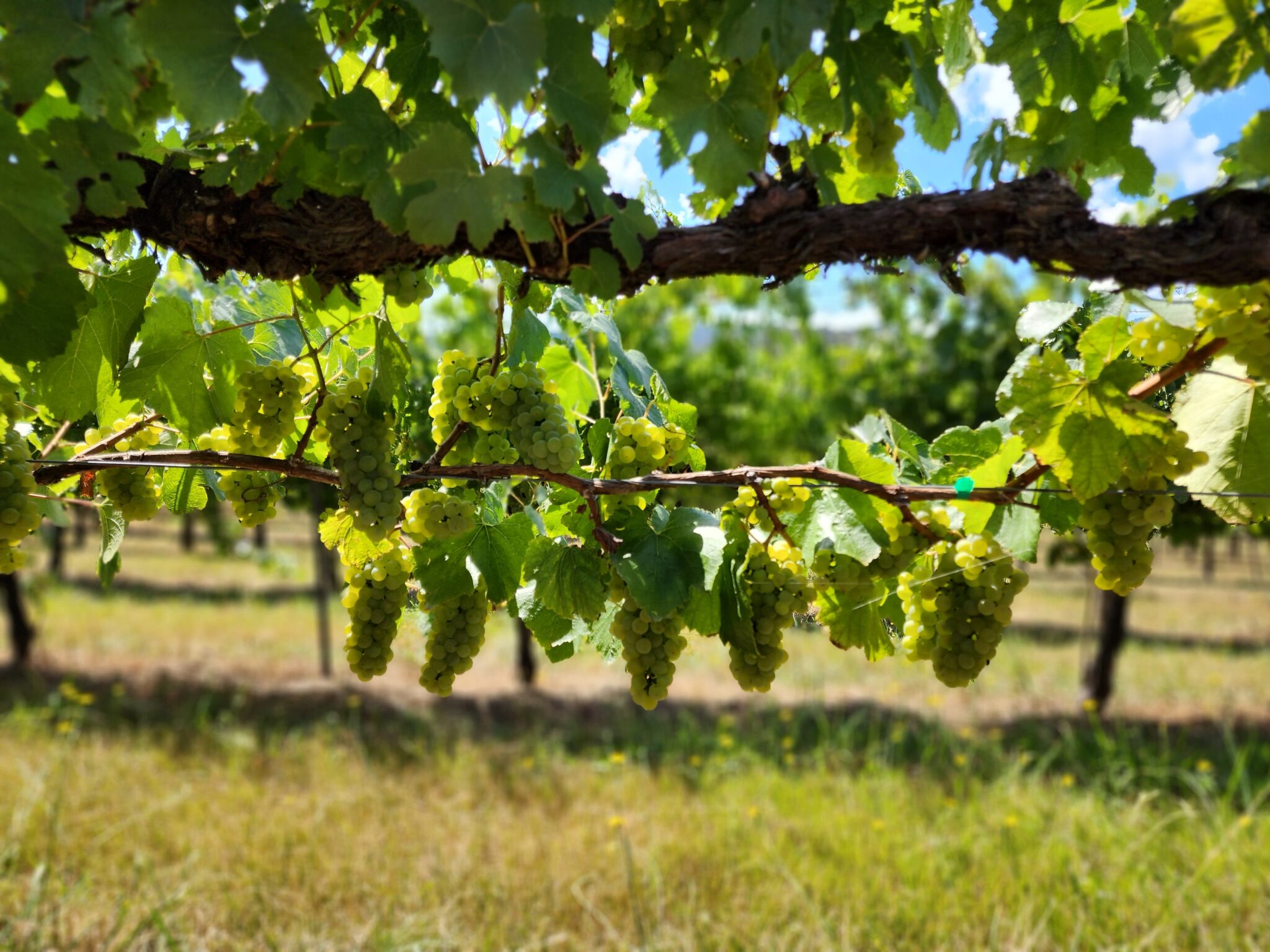Gruner Veltliner grapes 'the groovy' our grooviest wine