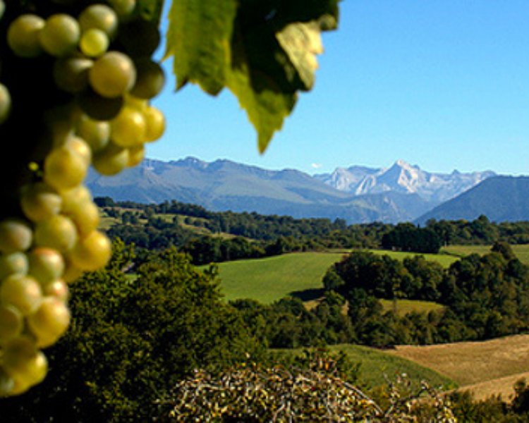 look out over mountains with a bunch of grapes hanging with the vines