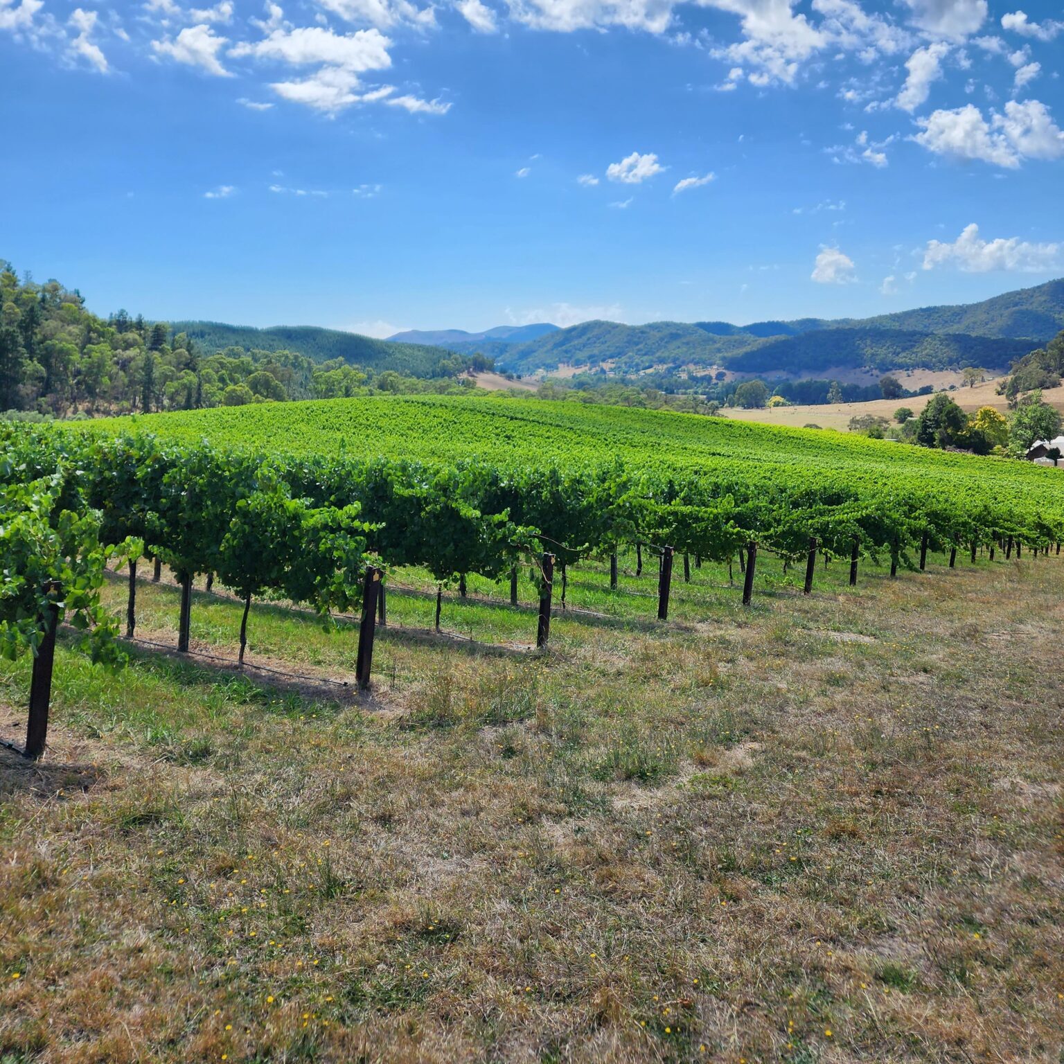 Schioppettino grape vines Greenacres vineyard