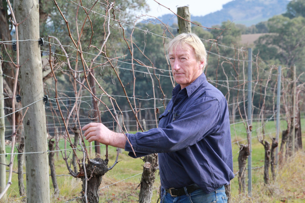 bob from billy button in the vineyards