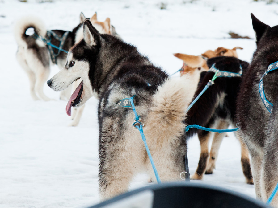 Husky dogs in the snow