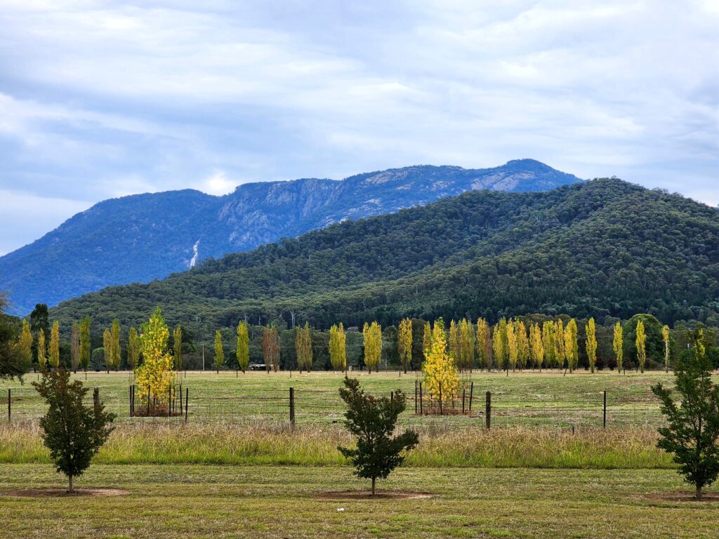 Mt Buffalo views between Eurobin and Porepunkah