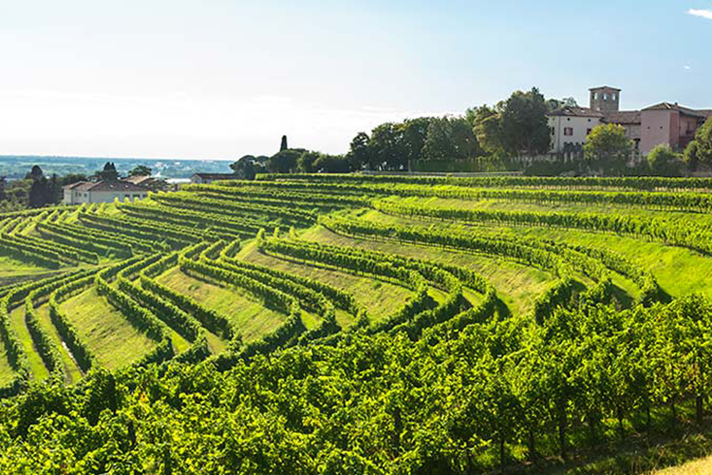 Vineyards of Friuli-Venezia-Giulia