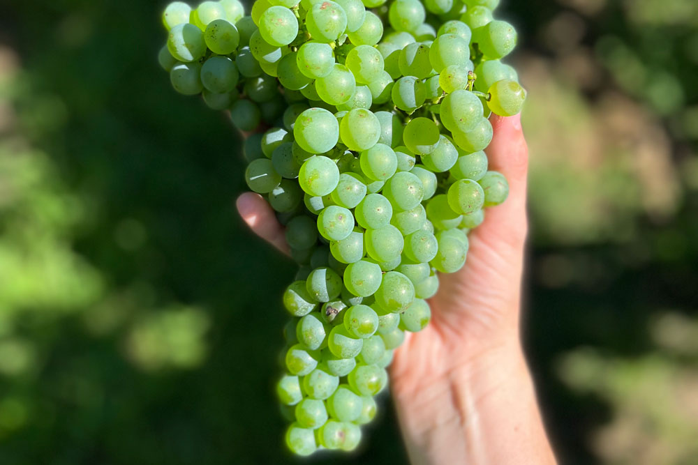 Sugar_in_Wine_Prosecco_Grapes